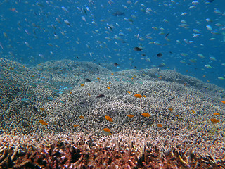 Image showing Thriving  coral reef alive with marine life and shoals of fish, 