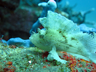 Image showing Thriving  coral reef alive with marine life and  fish, Bali.