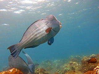 Image showing Fish Humphead Parrotfish, Bolbometopon muricatum in Bali.