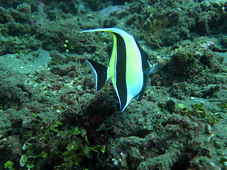 Image showing Thriving  coral reef alive with marine life and  tropical fish (