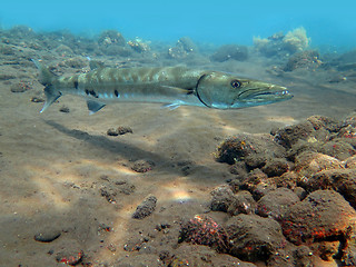 Image showing Great Barracuda fish in ocean Bali          