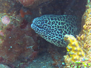 Image showing  Giant spotted moray hiding  amongst coral reef on the ocean flo