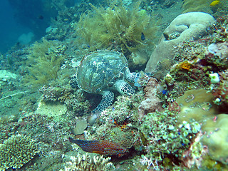 Image showing Hawksbill  sea turtle   current on coral reef  island, Bali.