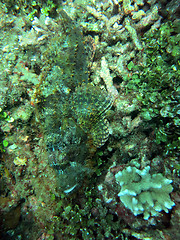 Image showing Thriving  coral reef alive with marine life and   fish, Bali.   