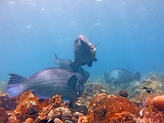 Image showing Fish Humphead Parrotfish, Bolbometopon muricatum in Bali.