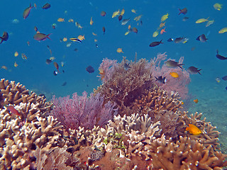 Image showing Thriving  coral reef alive with marine life and shoals of fish, 