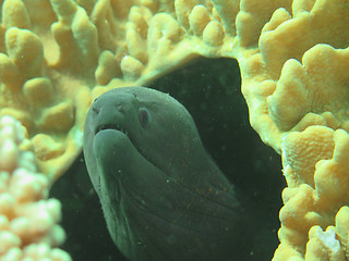 Image showing Giant moray hiding  amongst coral reef on the ocean floor, Bali.
