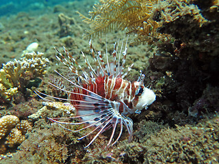 Image showing Lionfish (pterois) on coral reef Bali.