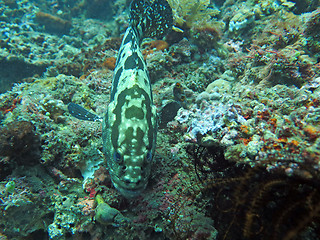 Image showing Thriving  coral reef alive with marine life and  fish, Bali.