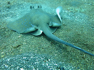 Image showing Blue spotted ray swimming  amongst coral reef on the ocean floor