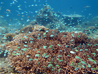 Image showing Thriving  coral reef alive with marine life and shoals of fish, 