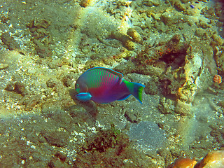 Image showing Thriving  coral reef alive with marine life and   fish, Bali.   