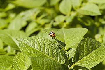 Image showing the Colorado beetle  