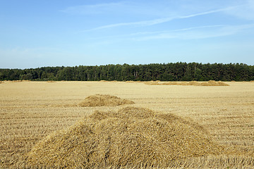 Image showing agricultural field  