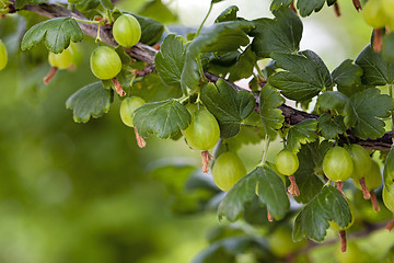 Image showing green gooseberry  