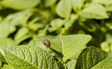 Image showing the Colorado beetle  