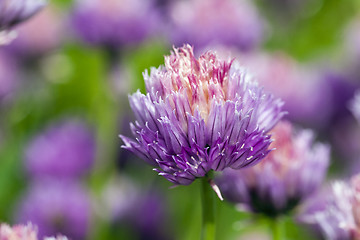 Image showing garlic flower  