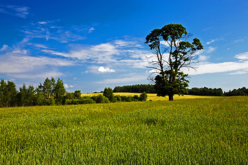 Image showing agricultural field 