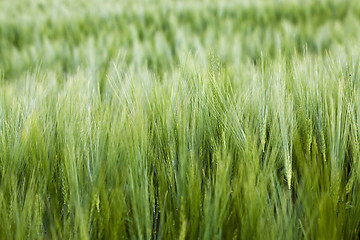 Image showing agricultural field  