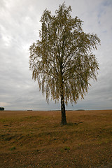 Image showing birch tree  