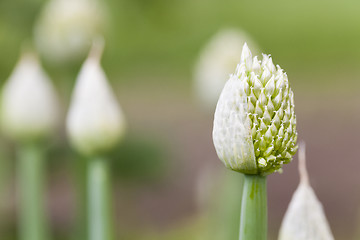 Image showing seed  onion 