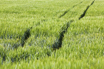 Image showing agricultural field  