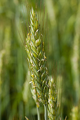 Image showing cereals.  close up 