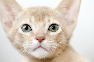 Image showing Abyssinian kitten  