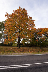 Image showing the autumn road  