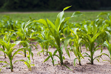 Image showing corn field  