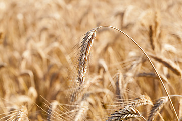 Image showing the ripened cereals  