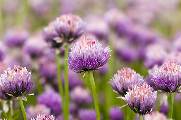 Image showing garlic flower  