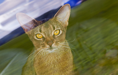 Image showing Abyssinian cat  