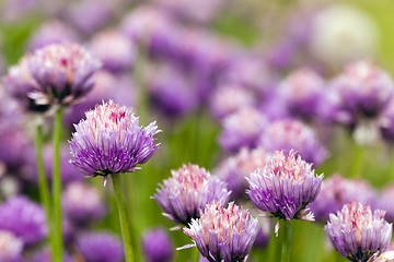 Image showing garlic flower 