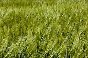 Image showing green barley  