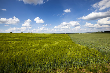 Image showing field with cereals  