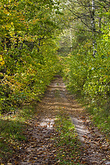 Image showing autumn road  