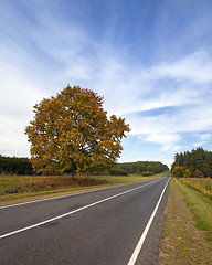 Image showing the autumn road  