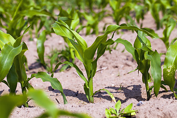 Image showing corn field  