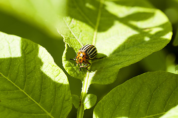 Image showing the Colorado beetle 