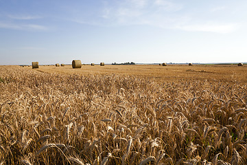 Image showing agricultural field  