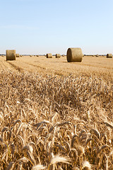 Image showing agricultural field  