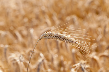 Image showing the ripened cereals 