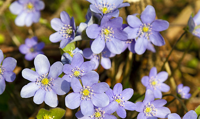 Image showing spring flowers  