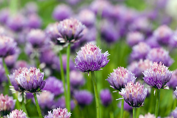 Image showing garlic flower  