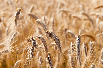 Image showing the ripened cereals  