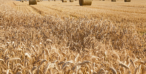 Image showing agricultural field 