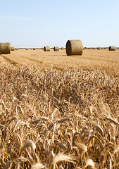 Image showing agricultural field  