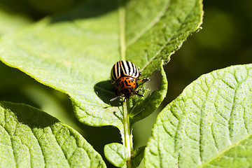 Image showing the Colorado beetle 