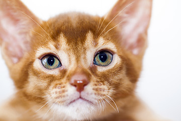 Image showing Abyssinian kitten   